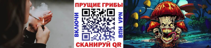 Купить закладки  Курчатов  Псилоцибиновые грибы MAGIC MUSHROOMS 